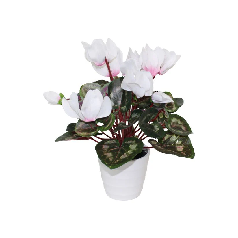 Flowering Cyclamen
