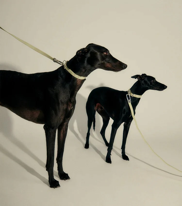 Frank Green Pet Lead - Image 7