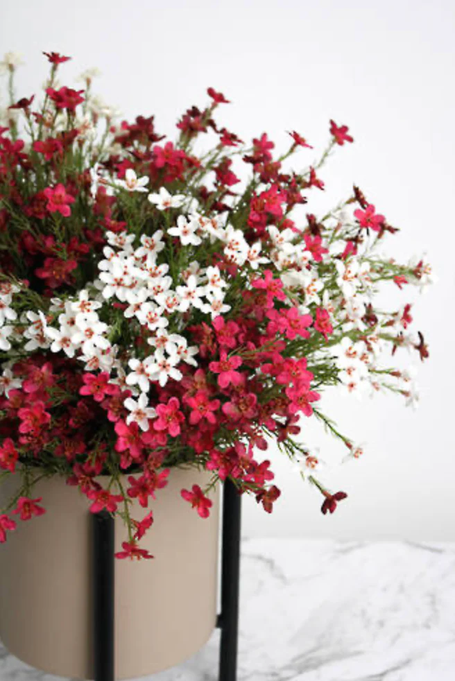Wax Flower Bush 40cm Cream - Image 2